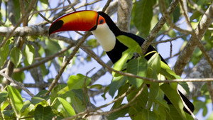 Secrets of Our Living Planet kép