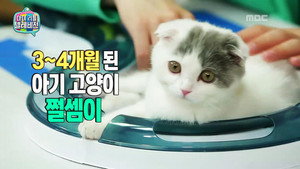 마이 리틀 텔레비전 Season 1 Ep.99 99. epizód
