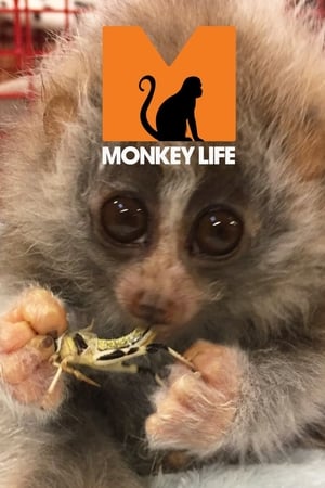 Monkey Life poszter