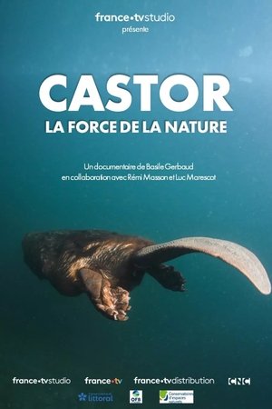 Castor, la force de la nature poszter