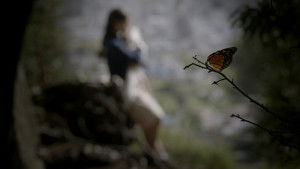 Mariposa háttérkép