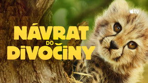 Born to Be Wild kép