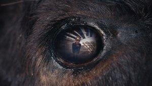 Animale háttérkép