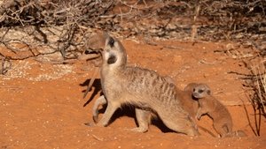 Meet The Meerkats 1. évad Ep.5 5. epizód