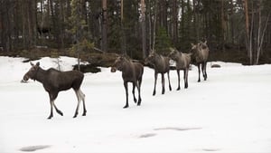 Den stora älgvandringen Season 1 Ep.9 9. epizód