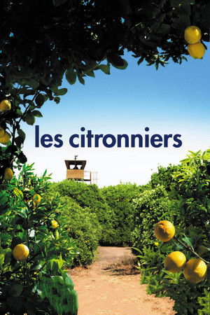 Citromfa poszter