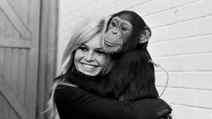 Bardot háttérkép