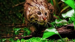 Thailand's Wild Cats háttérkép