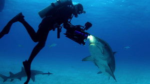 Shark Dive háttérkép