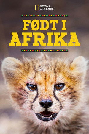 Afrikában születtek poszter
