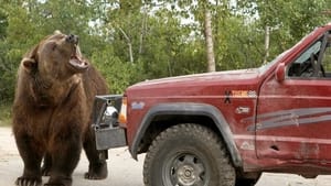 A dühöngő grizzli háttérkép