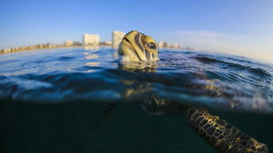 Troubled Waters: A Turtle's Tale háttérkép