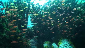 Dyesebel kép