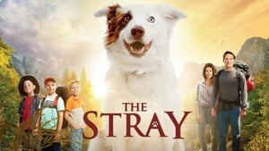 The Stray háttérkép