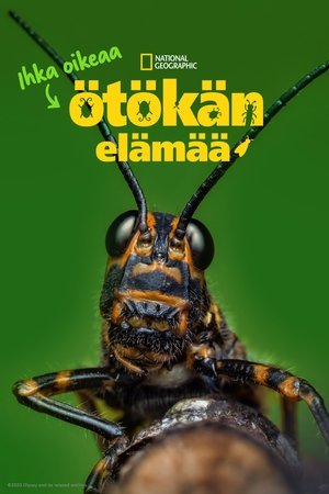 Egy igazi bogár élete poszter
