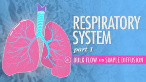 Crash Course Anatomy & Physiology 1. évad Ep.31 31. epizód