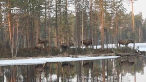 Den stora älgvandringen Season 1 Ep.13 13. epizód