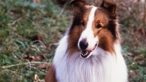 Lassie- Az igazi barát háttérkép