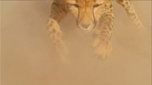 Big Cats 1. évad Ep.1 1. epizód