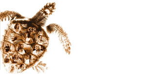 Loggerheads háttérkép