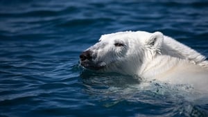 Odyssée sous les glaces háttérkép