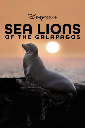 Galápagos oroszlánfókái poszter