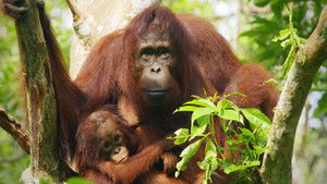Red Ape: Saving the Orangutan háttérkép