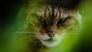 The Tigers of Scotland háttérkép