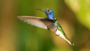 Secrets of Our Living Planet kép