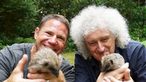 Meet the Hedgehogs háttérkép