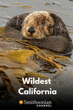 Wildest California poszter
