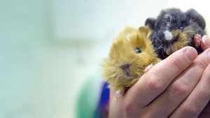 Fur Babies kép