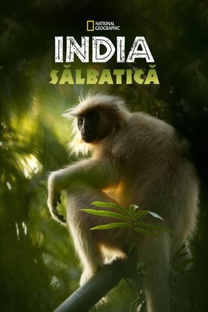 Vad India poszter
