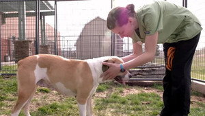 Rocky Mountain Animal Rescue 1. évad Ep.5 5. epizód