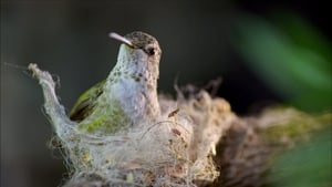 Nature Season 33 Ep.12 12. epizód