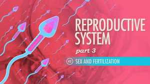 Crash Course Anatomy & Physiology 1. évad Ep.42 42. epizód