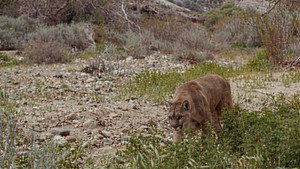 Lassie and the Flight of the Cougar háttérkép