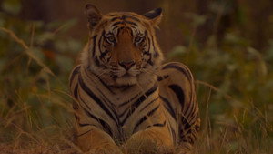 Sundarbans, le dernier royaume du tigre háttérkép