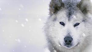 Ice Dogs: The Only Companions Worth Having háttérkép