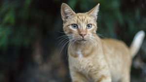 Feral háttérkép