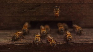 Plan Bee háttérkép