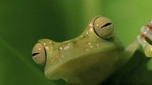 Natural World Season 20 Ep.4 4. epizód