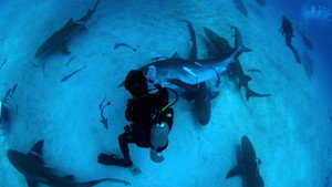 Shark Dive háttérkép