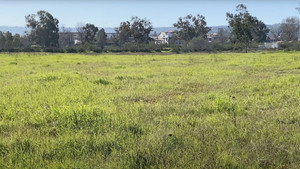 Madrona Marsh háttérkép