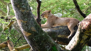 Lion Queen háttérkép
