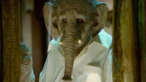 Elefante háttérkép