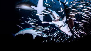 Great Shark Chow Down háttérkép