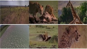 IMAX - Afrika - A Serengeti Nemzeti Park háttérkép