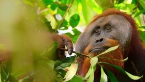 Our Planet – Bolygónk csodái kép