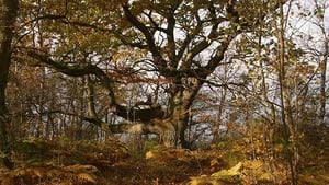 Ostseeparadies Rügen háttérkép